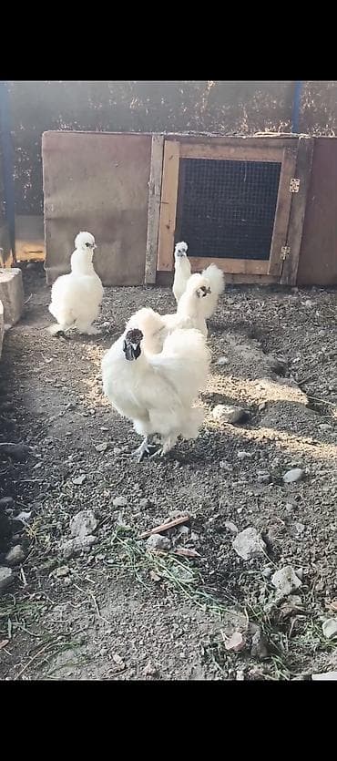 ördək balası və cücə: Ponpon yumurtası satılır Super çıxış verir 2.50 real alıcıya endirim — 4