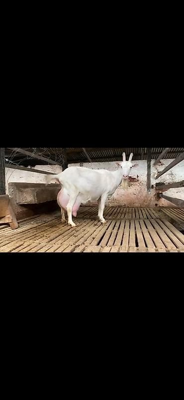 Süd keçisi – ağ rəngli, uzun buynuzlu - Yüksək süd verimi üçün