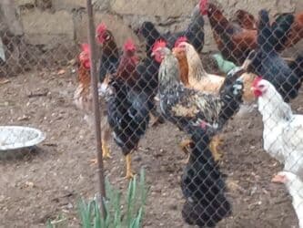 Inəklər, öküzlər: 9aylıq xoruzlar satılır — 9