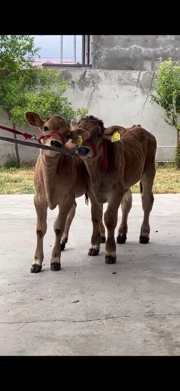 qoyun şəkilləri: Məhsul: Dana cütlüyü Təsvir: - Şəkildə iki ədəd eyni nəsilli — 3