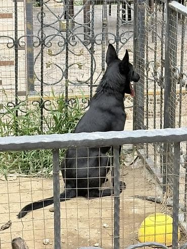 heyvan sahiblendirme: 5 ay, Peyvəndli, Pulsuz çatdırılma — 4