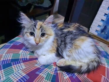 Pişiklər: Norveç, Yaxşı əllərə, Ünvandan götürmə — 1