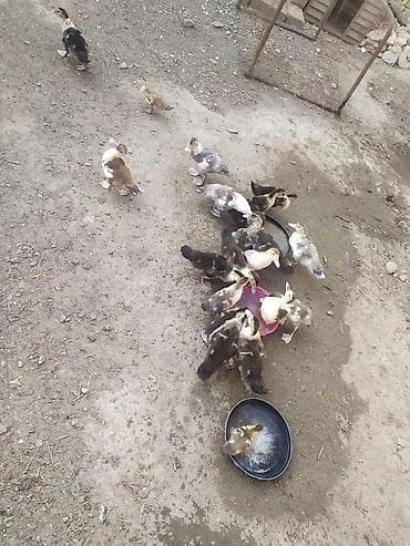 pitbull satilir: Dişi, | Lal ördək, Damazlıq, Ünvandan götürmə — 3