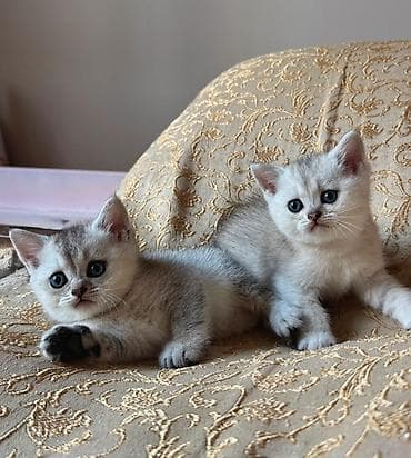 heyvan: Şinşilla, Dişi, Yaxşı əllərə, Ünvandan götürmə — 2