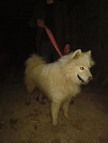 Птицы: Самоед — 1