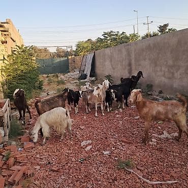 kanada hinduşqa: Erebde varvicinde 8 ededir hamisida saglır — 2