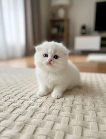 şinşila pişik: Şinşilla, Dişi — 1