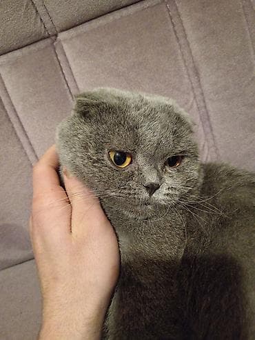 Heyvanlar üçün mallar: Şotland, Erkək, Pulsuz çatdırılma — 2