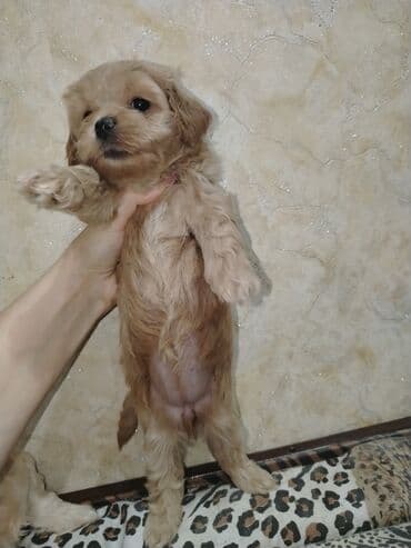 где можно купить собаку мальтипу: Mini və mikro maltepoo cinsli balalar rəngləri 2 qırmızı(red) 1 — 6