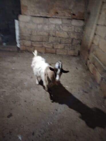 çəpiş əti: Erkək, il: 1, 12 kq, Ətlik, Ünvandan götürmə — 1