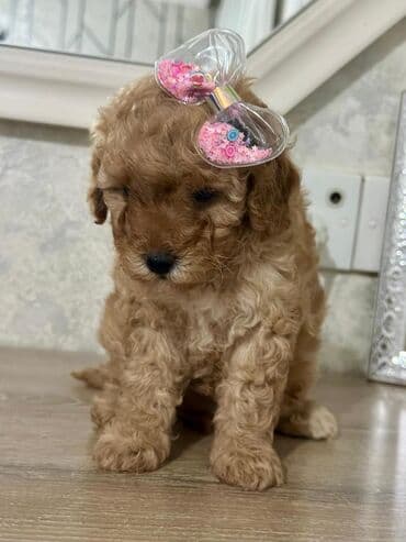 Akvariumlar: Pudel — 2