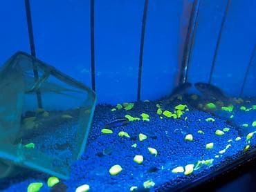 qızıl balıq akvarium: Papuqayçiq balığı bir ərkəy bir dişi barter var — 3