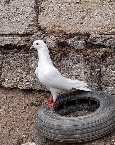 tap az goyercinler: Tutulma erkey — 2