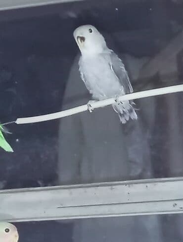 неразлучник: Bala veren cütler.Yuvaas bala al Tam sağlam quşlardı.Üiymət cütünə — 10