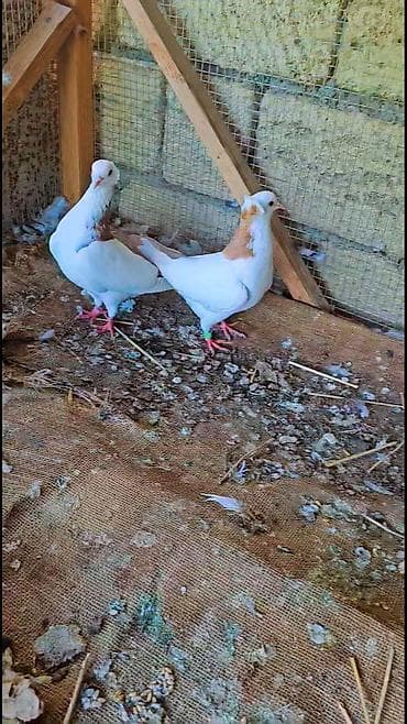 lal ordək yumurta: Cüt dekorativ göyərçin - Rəng: ağ əsasda qızılı-qəhvəyi ləkələr; — 3