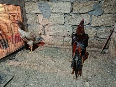 Qoyunlar, qoçlar: Xoruzlar — 1