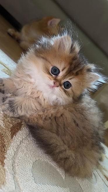 maine coon azerbaycan: Britan — 6