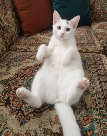 добрый руки: Самка, В добрые руки — 1