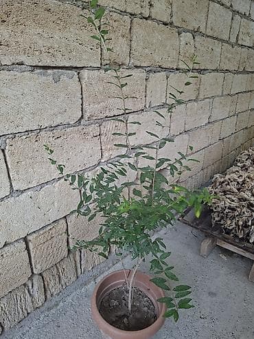budda: Qabda nar tingi (Punica granatum) Gülövşə nardır. Al qırmızı iri — 4