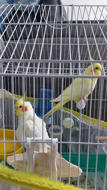 Lutino.Korella.Hazır cut tam sağlam bala vaxtından saxlayıram.Erkek el — 2