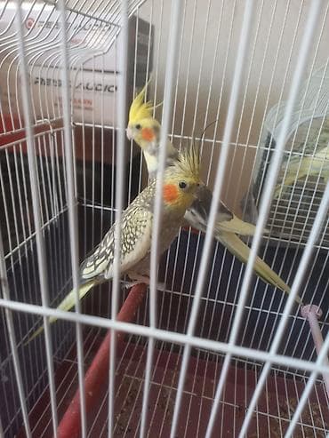 amadin quşu: Salam. Şekillerde 2 cüt qusdu yeni 4 eded 2si ayri qefesde 2si ayri — 6