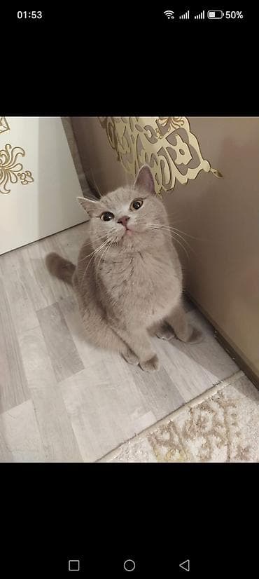 Britan, Dişi, Yaxşı əllərə, Ünvandan götürmə