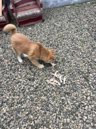 Volvo: Акита-ину, 3 месяца, Самец, Бесплатная доставка — 2