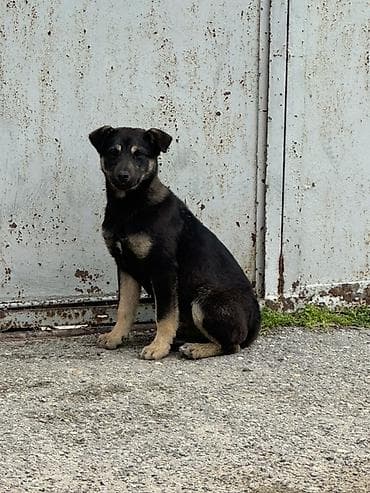 afçarka itləri: 4 aylığdı qeşey hürmeyi var həyəti, heyvanları, sahiblərni, cox yaxşı — 5