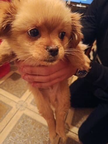 afçarka balası satışı: Şpitz, 1 ay, Erkek, Ünvandan götürmə — 2