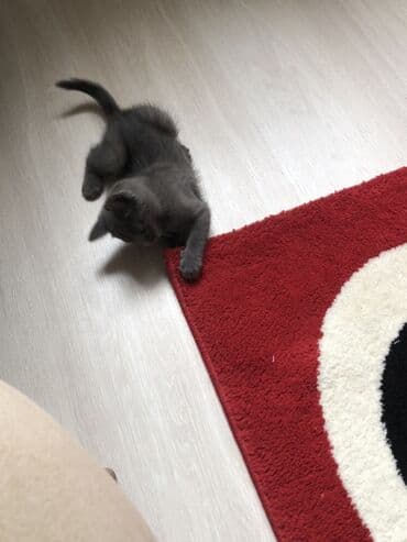 вислоухий кот цена: Şotland balaları satılır ikiside erkeydi 2aylıgdı qum terbiyeleri varr — 3