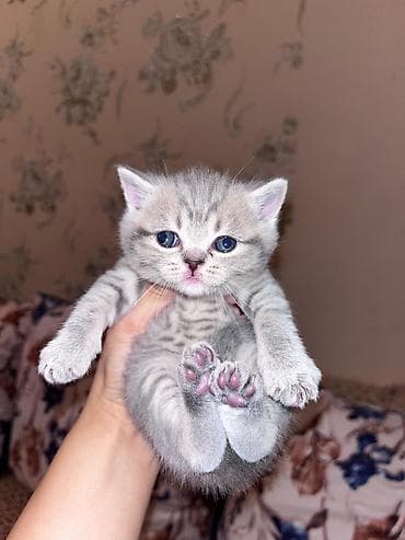 Британская