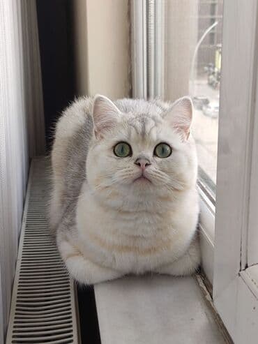 Britan, Erkək, Cütləşmə üçün, Ödənişli çatdırılma