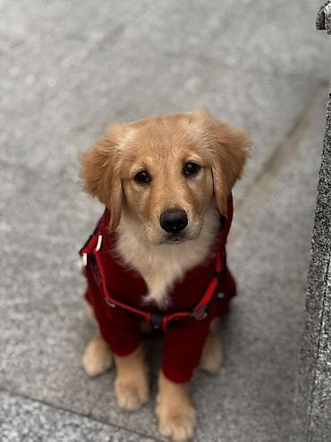 Pişiklər: Retriever, 4 ay, Dişi, Peyvəndli — 2