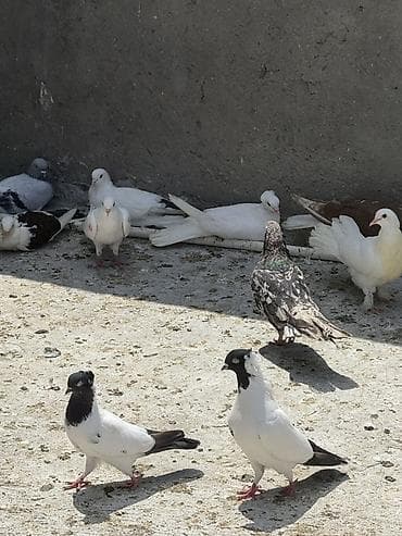 Quşlar: Goyerçinler manax tam cut bala veren qusdardi ekey maya — 3