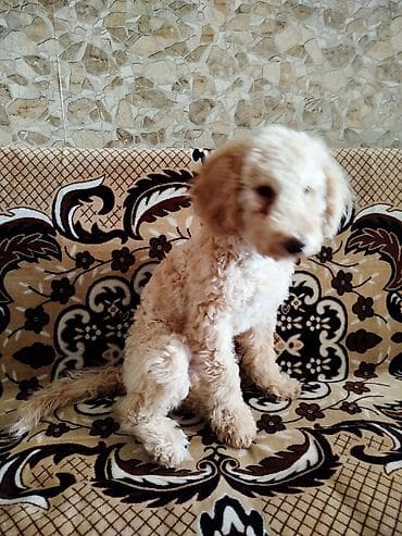 it şekli: Pudel, 4 ay, Erkek — 4