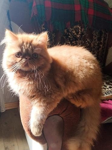 pişiy: Fars, Erkək, Yaxşı əllərə — 3