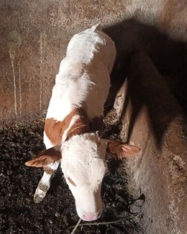 VAZ (LADA): Satılır: cins buzov - Rəng: ağ-qəhvəyi (xallı). - Yaş qrupu: yeni — 2