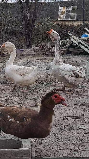 ari satisi: Xalmaqor qazları və balaları satılır 4 ədəd bala var satışda və — 5