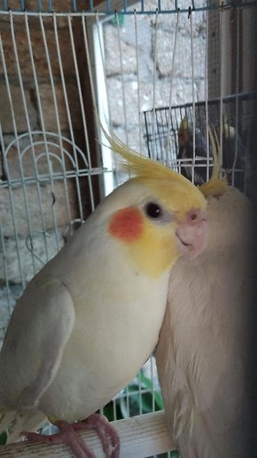 Tutuquşları lalafo.az -da Tutuquşları