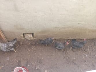 xacmaz heyvan bazari: Digər quşlar — 1