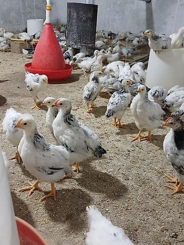 Heyvanlar: Toyuq cücələri, Damazlıq — 2