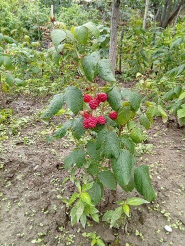 el uz yuyan qiymetleri: Məhsul:Xarici sort Malina kolları . Təsvir: - Şirin və ətirli — 2