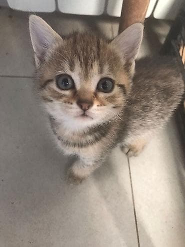 Tabbi, Yaxşı əllərə lalafo.az -da Tabbi, Yaxşı əllərə