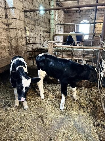 smental dana: 1 erkek 1 dişi — 6