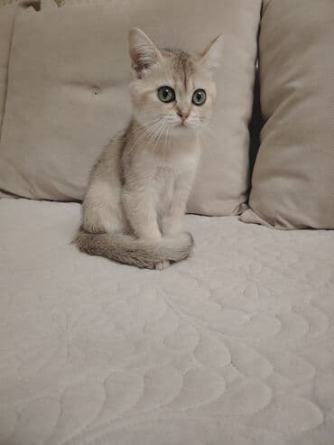 cins pişik: Dişi, Yaxşı əllərə, Ünvandan götürmə — 3