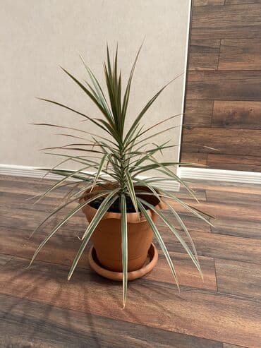 orxideya gülü qiyməti: Satilir her biri 25azn — 2