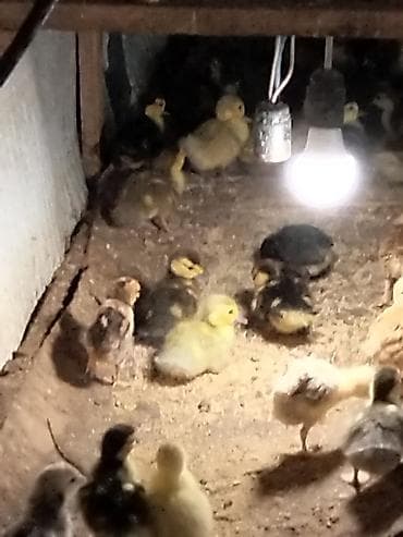 ordək bala: Məhsul: Ördək balaları (qarışıq rəngləi . Çox gotrene endirim olunacag — 8