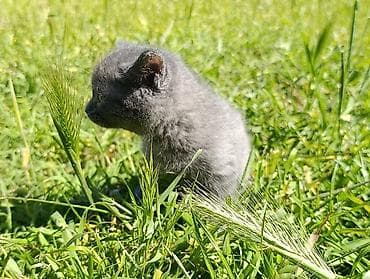 pisik sumqayit: Rus mavi, Dişi — 6