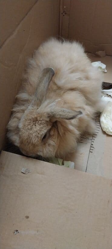 dovşan yuvasi: Angora tipli tüklü dovşan - Rəng: açıq-bej/krem - Qulaqlar uzun, sıx — 1