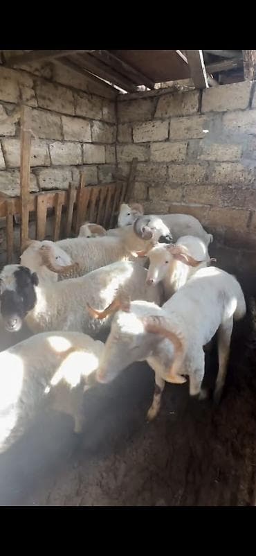 Qurbanlıq üçün qoç və quzular – yerli cins - Ağ rəngli, bükülü